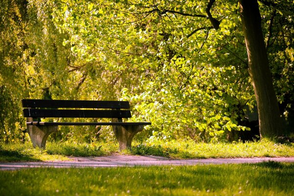 Banc debout à l ombre dans la forêt d été