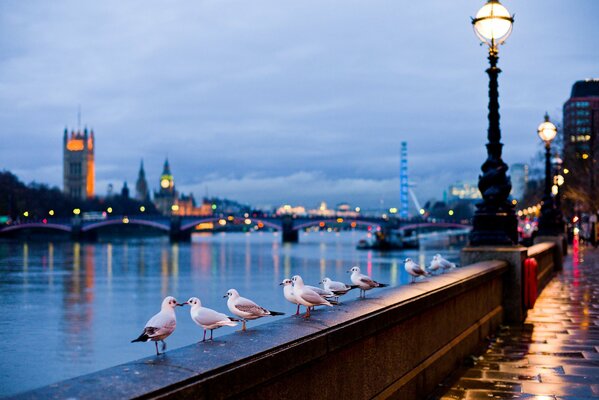 Mouettes dans les rues de Londres