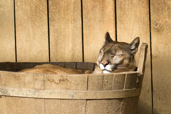 Cougar ruht sich in einer Holzwanne aus