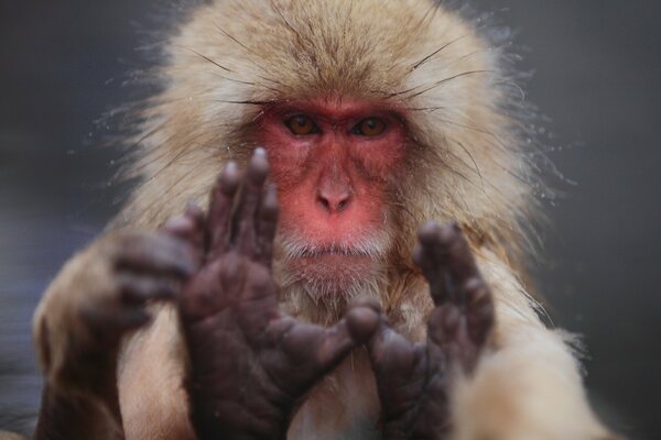 Macaco japonés mirada seria