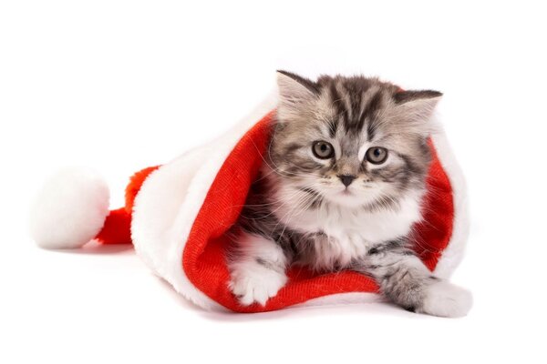 Chaton rayé se trouve dans un chapeau de Noël