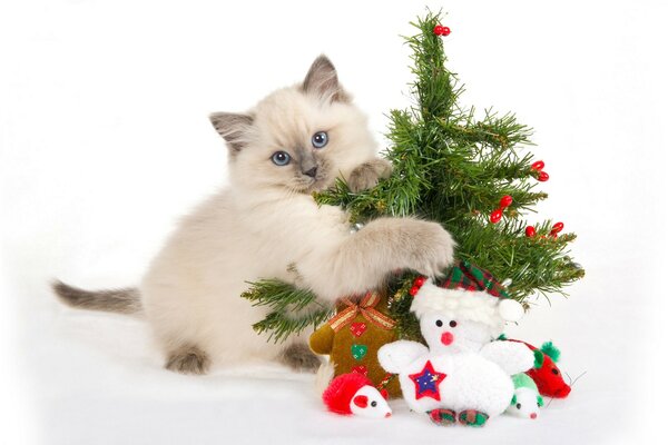 Kätzchen spielt mit einem kleinen Weihnachtsbaum