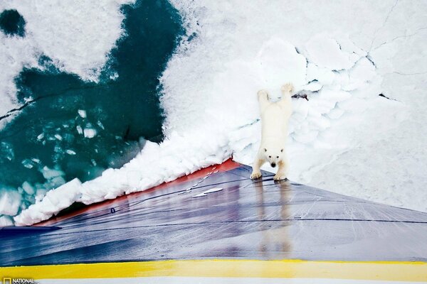 National geographic niedźwiedzie Antarktydy