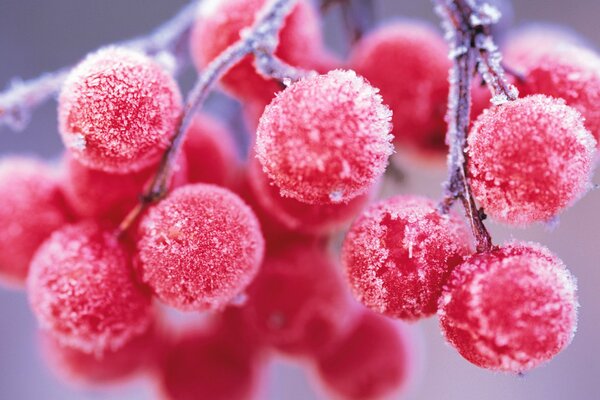 Frost on juicy rowan berries