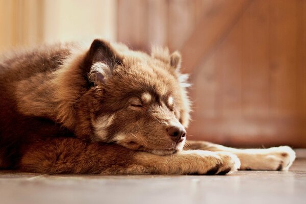 Casa acogedora duerme nuestro guardia