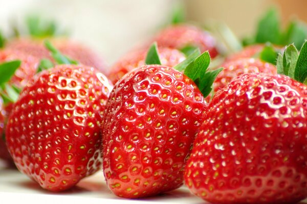 Perfect klubliki berries in macro photography