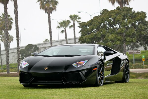 Lamborghini noir sur une pelouse verte