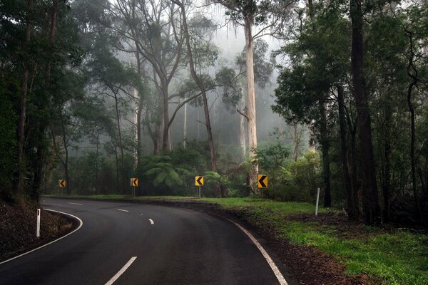 Girare la strada nella foresta più spesso