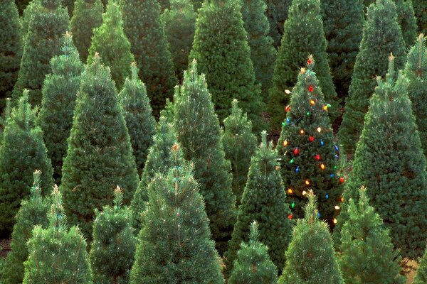 Albero di Natale tra alberi di Natale verdi