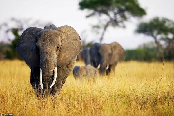 National geographic en Savannah