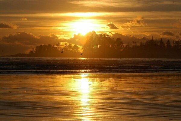 Puesta de sol dorada junto al mar. Las gaviotas vuelan sobre el agua