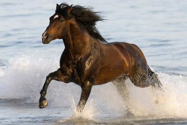 The horse runs in shallow water and raises a lot of spray