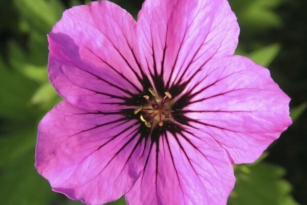 Large pink flower on a green background