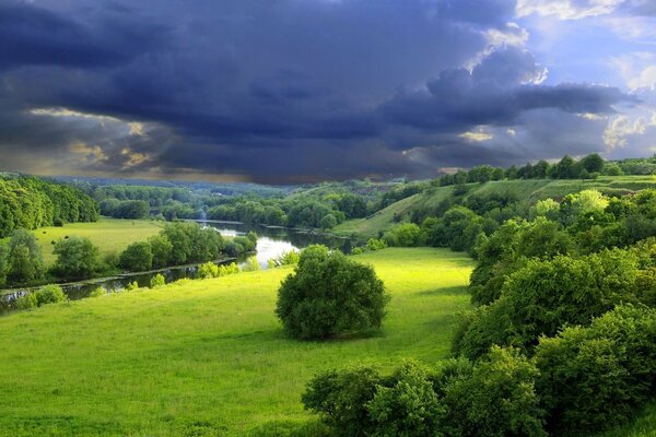 Natura estiva alberi verdi vicino al fiume