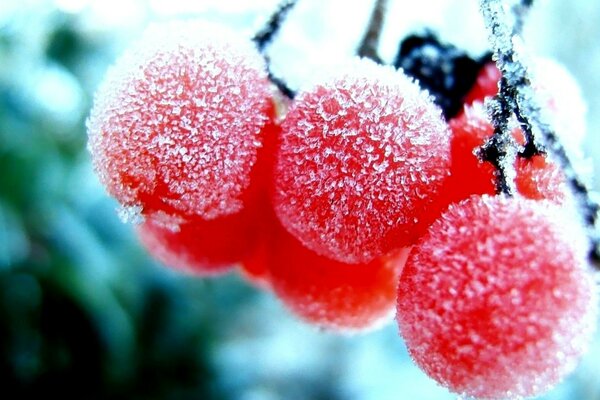 Frost hat rote Beeren eingefroren