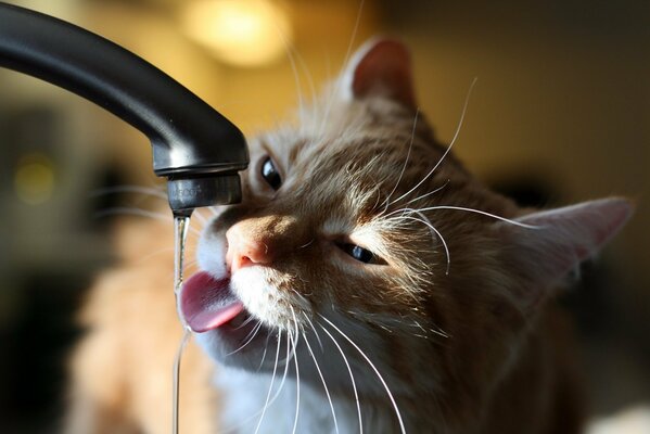 Die Katze trinkt Wasser aus dem Wasserhahn