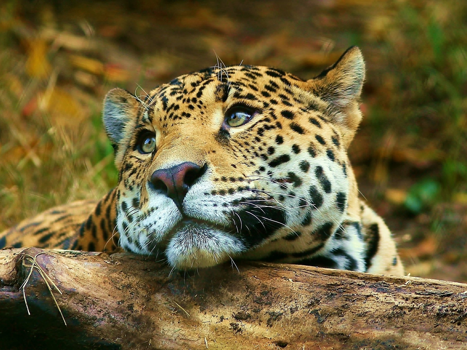 leopard liegt blick leopard