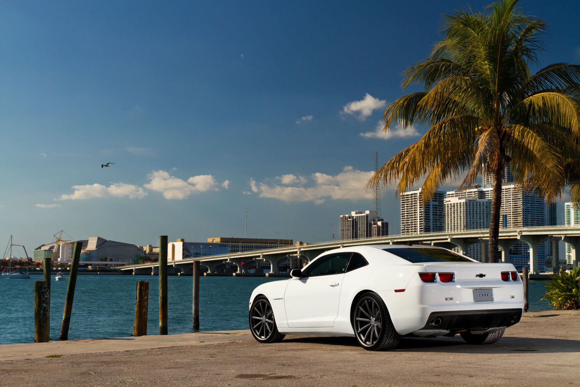 chevrolet camaro blanco chevrolet camaro parte posterior muscle car palma costa cielo gaviota puente ciudad