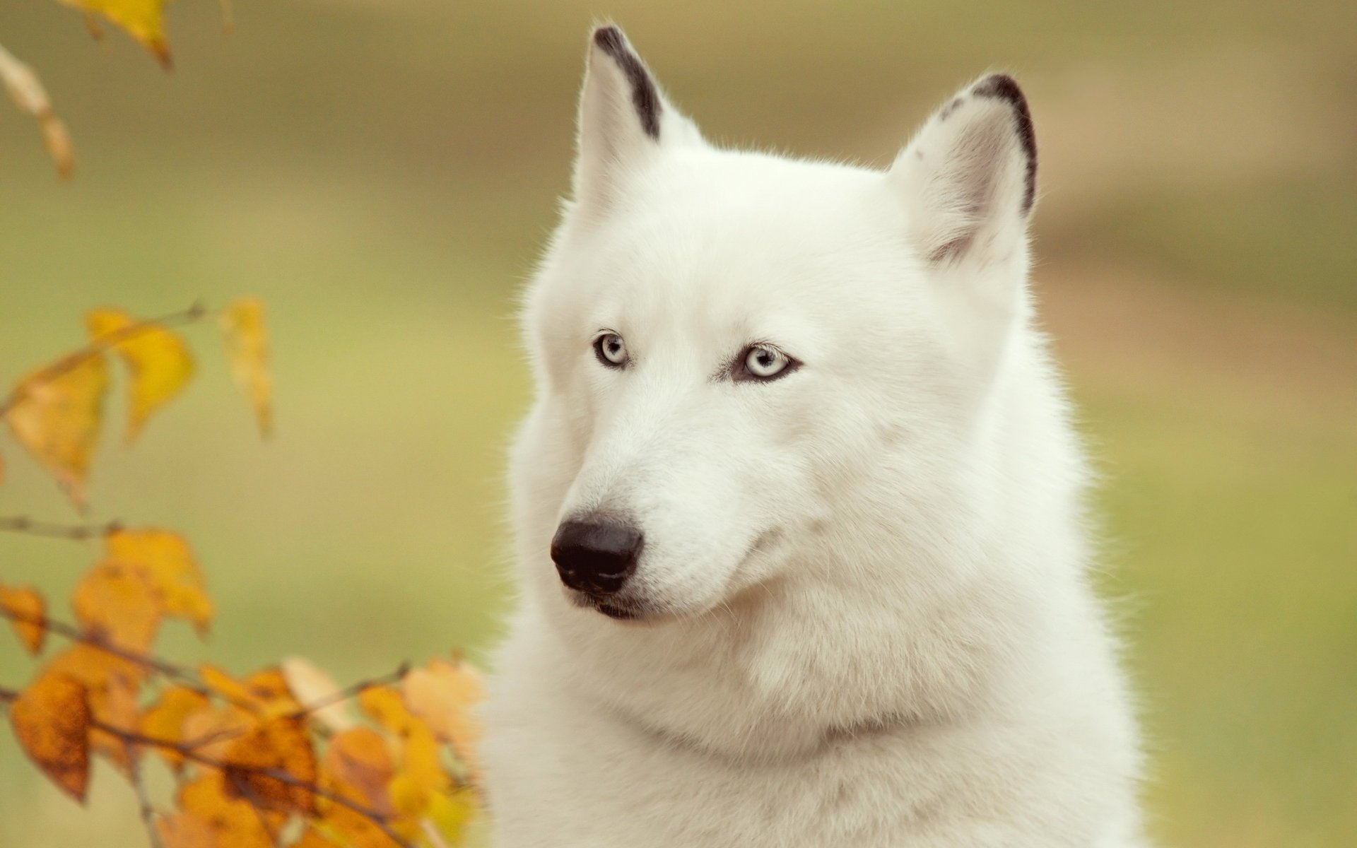 cane amico husky