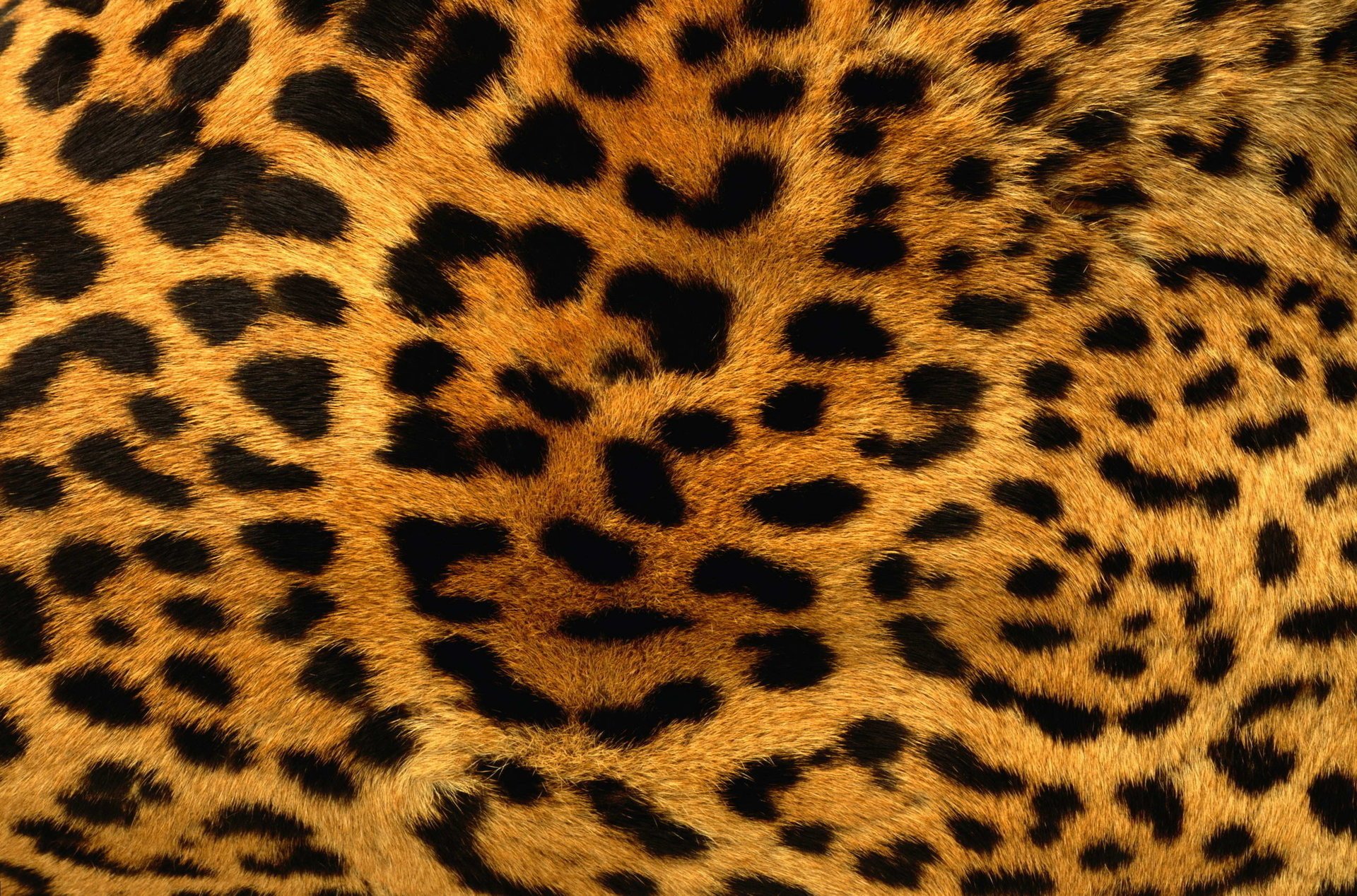 leopard spot skin orange