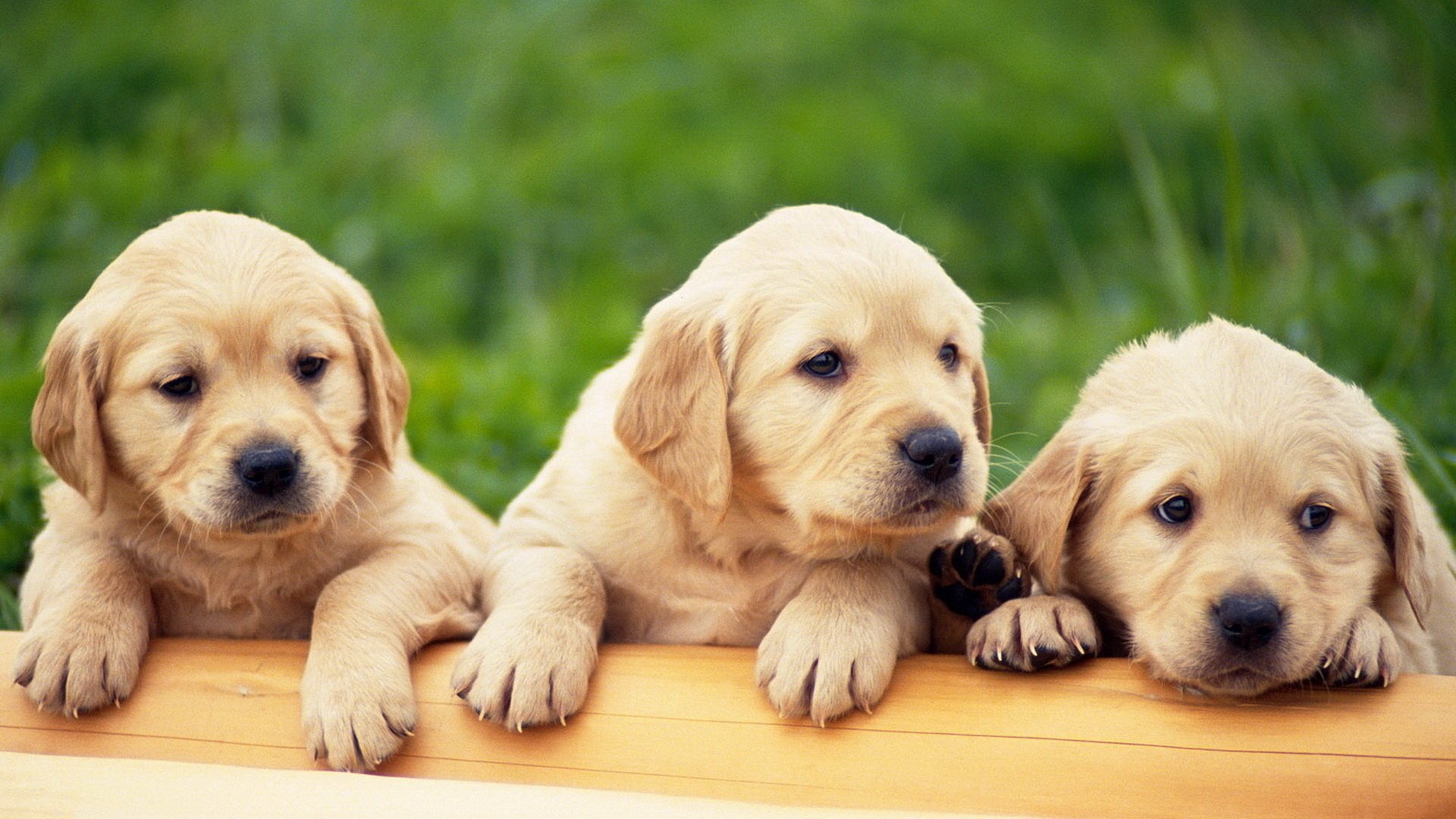 cuccioli golden retriever 3 pezzi labrador