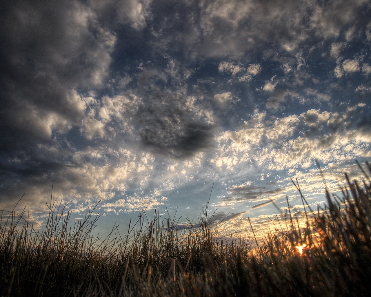 nuit forêt marais ciel lever du soleil