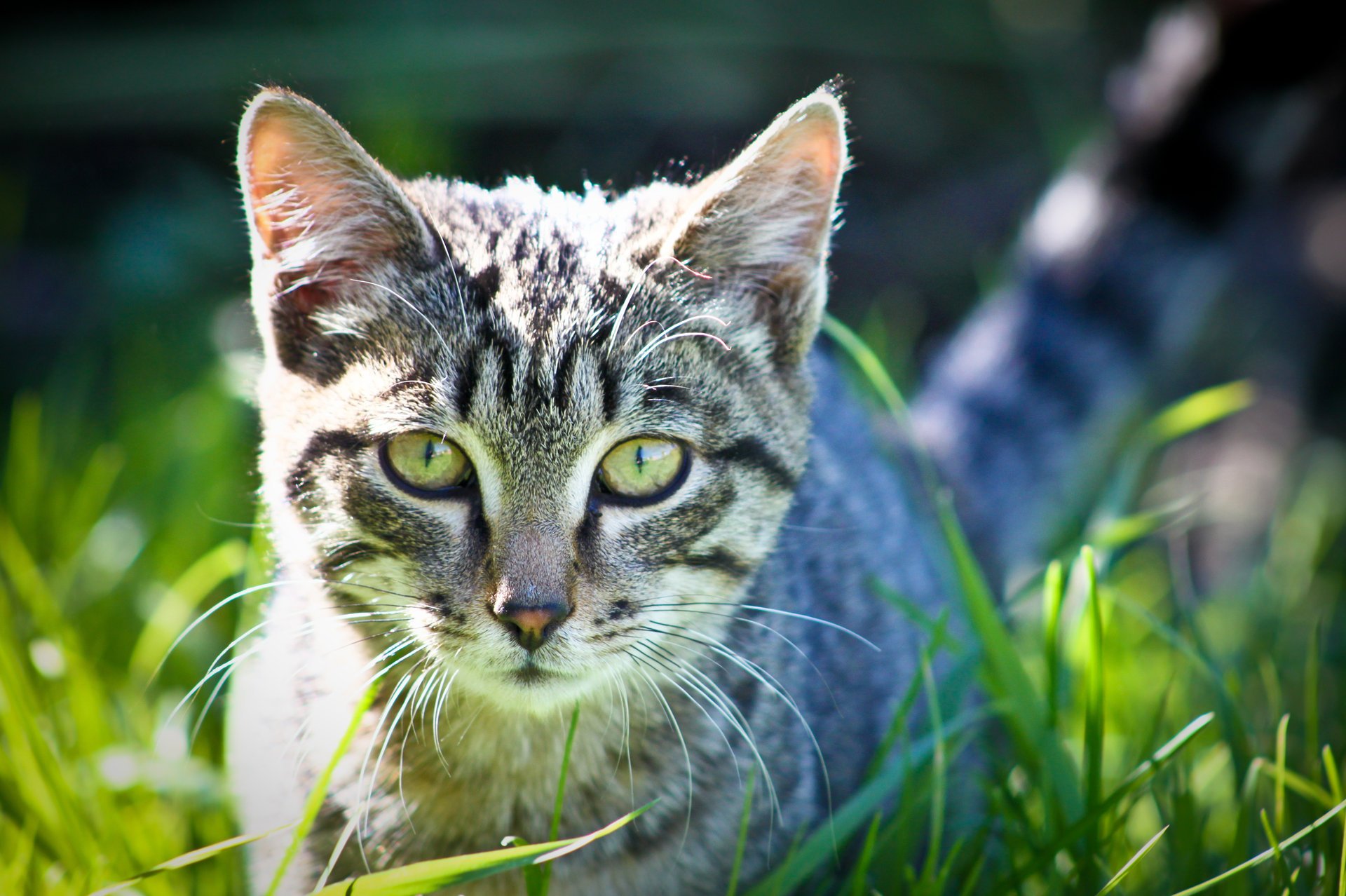 fotografo carta da parati gatto erba occhi