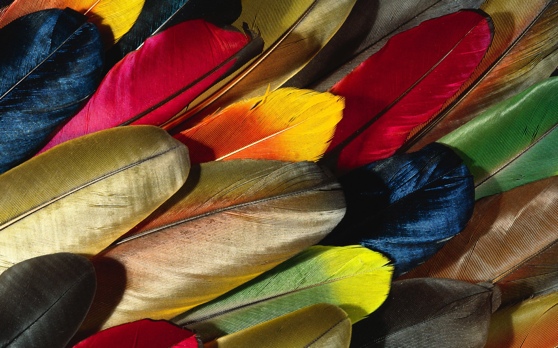 papel pintado multicolor plumas plumas loros