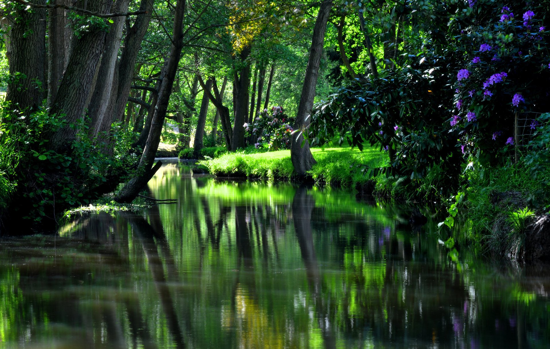 park green tree grass hdr nature reflection trees water