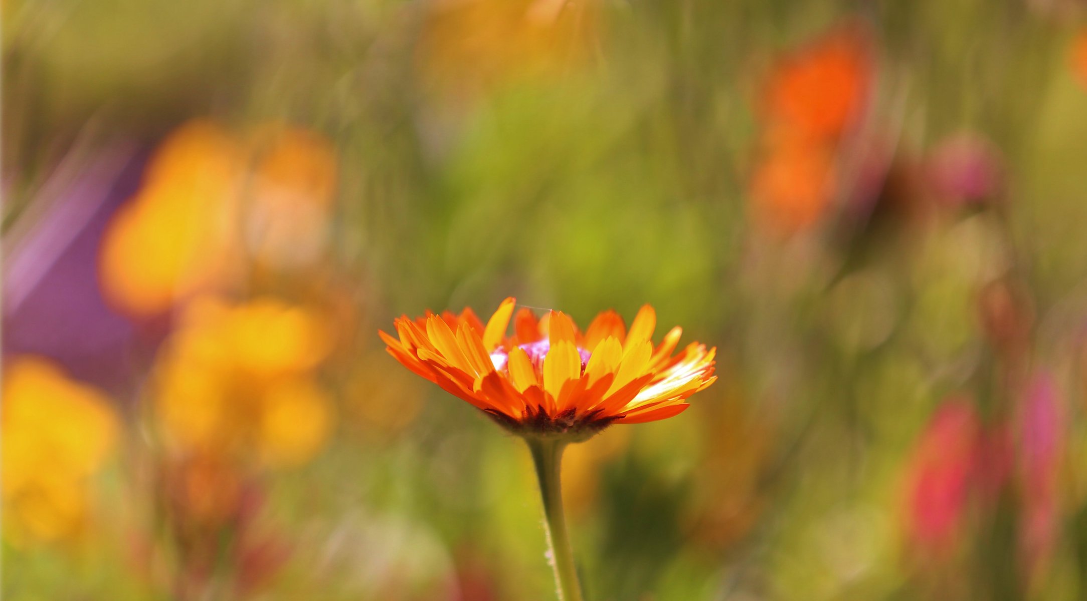 champ macro fleur orange mise au point flou