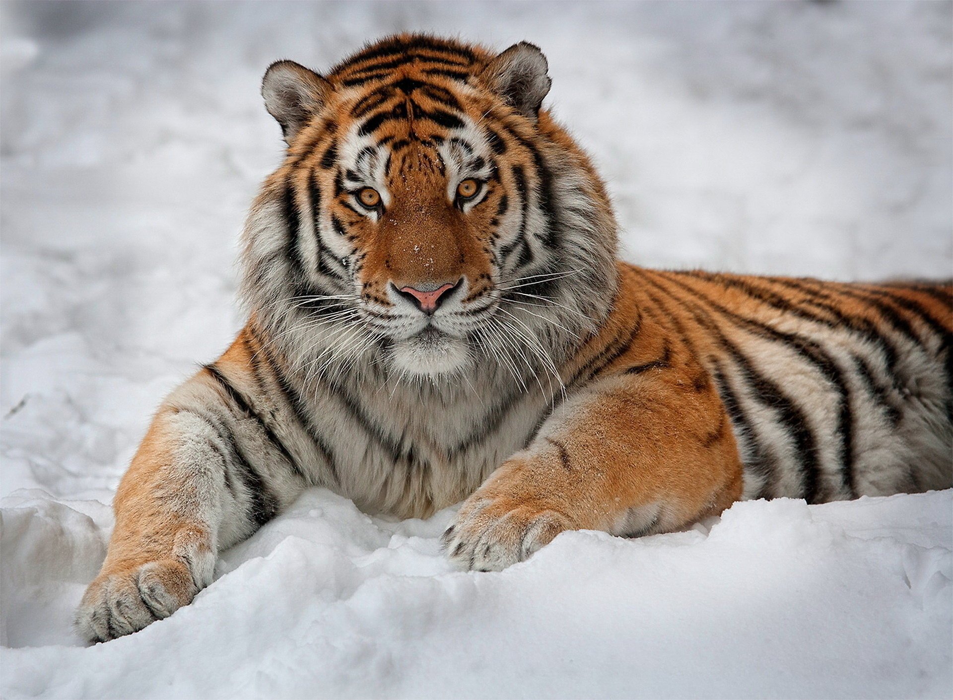 tiger interesse schaut liegt schnee gestreift blick