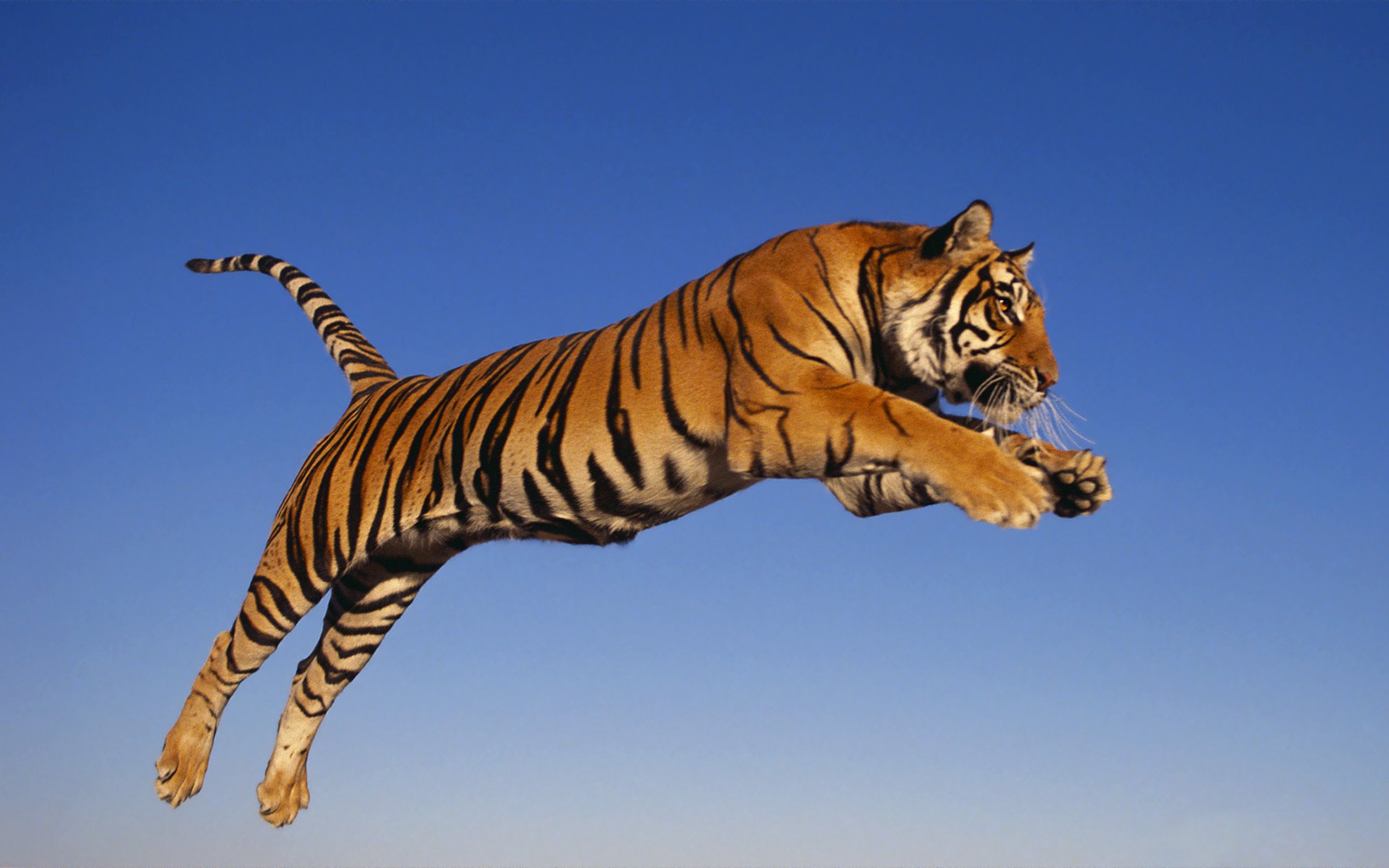 tigre depredador salto