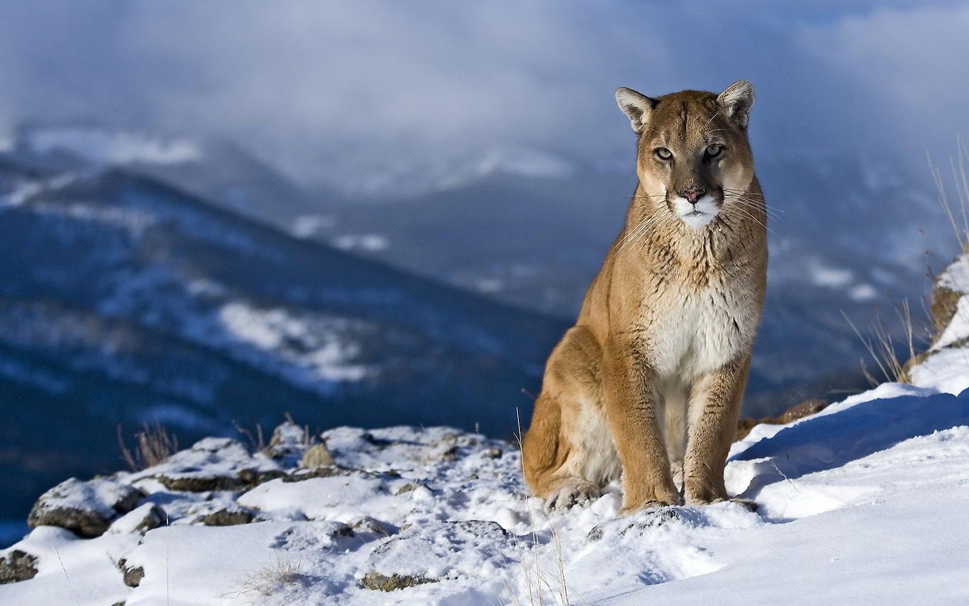 krajobraz kaguar puma ciekawość spojrzenie lew górski