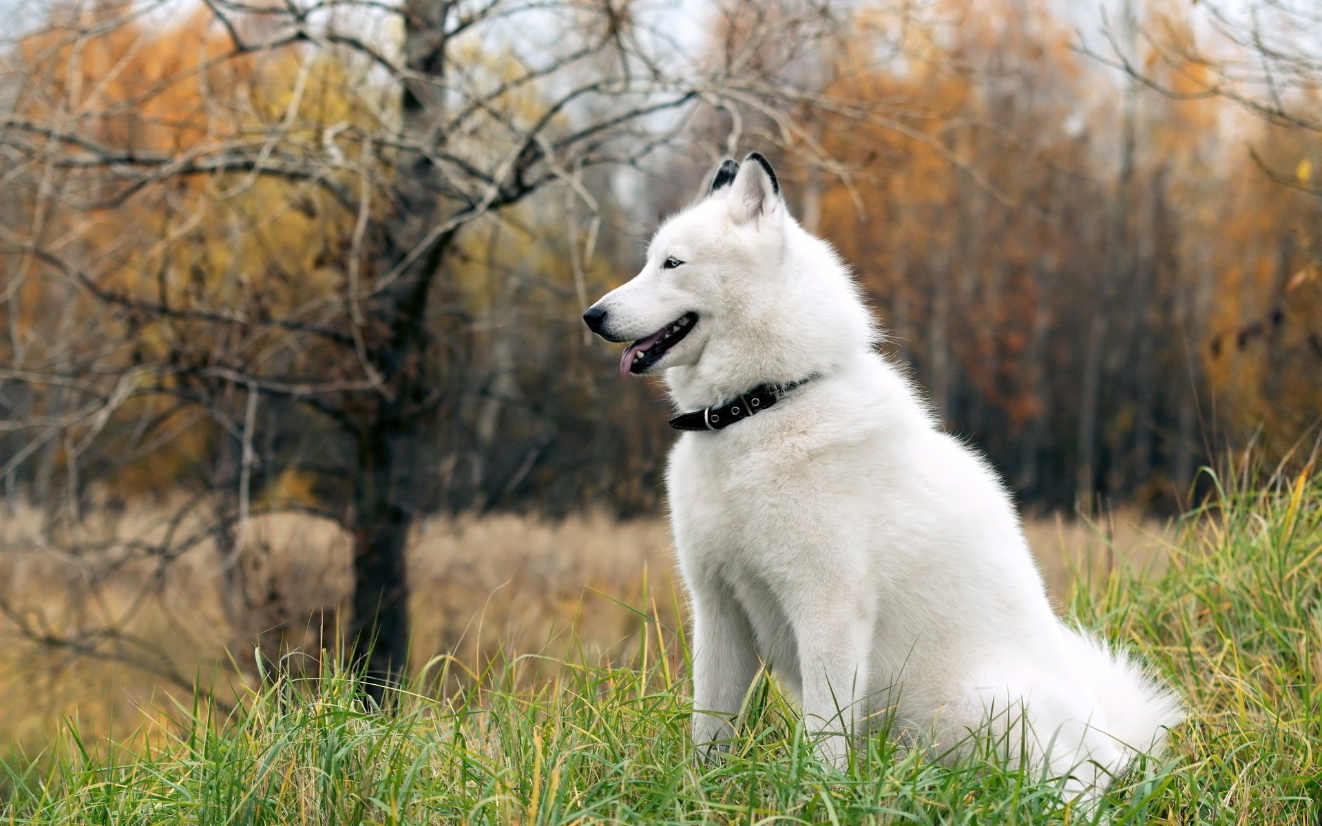 chien husky ami