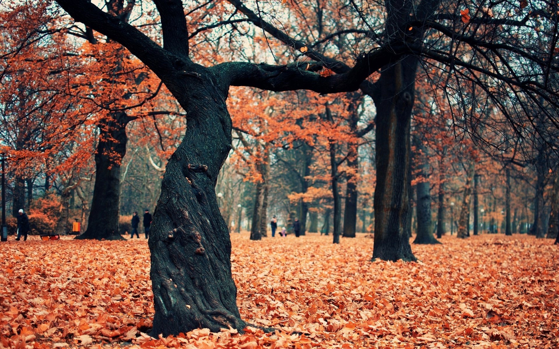 tree autumn park