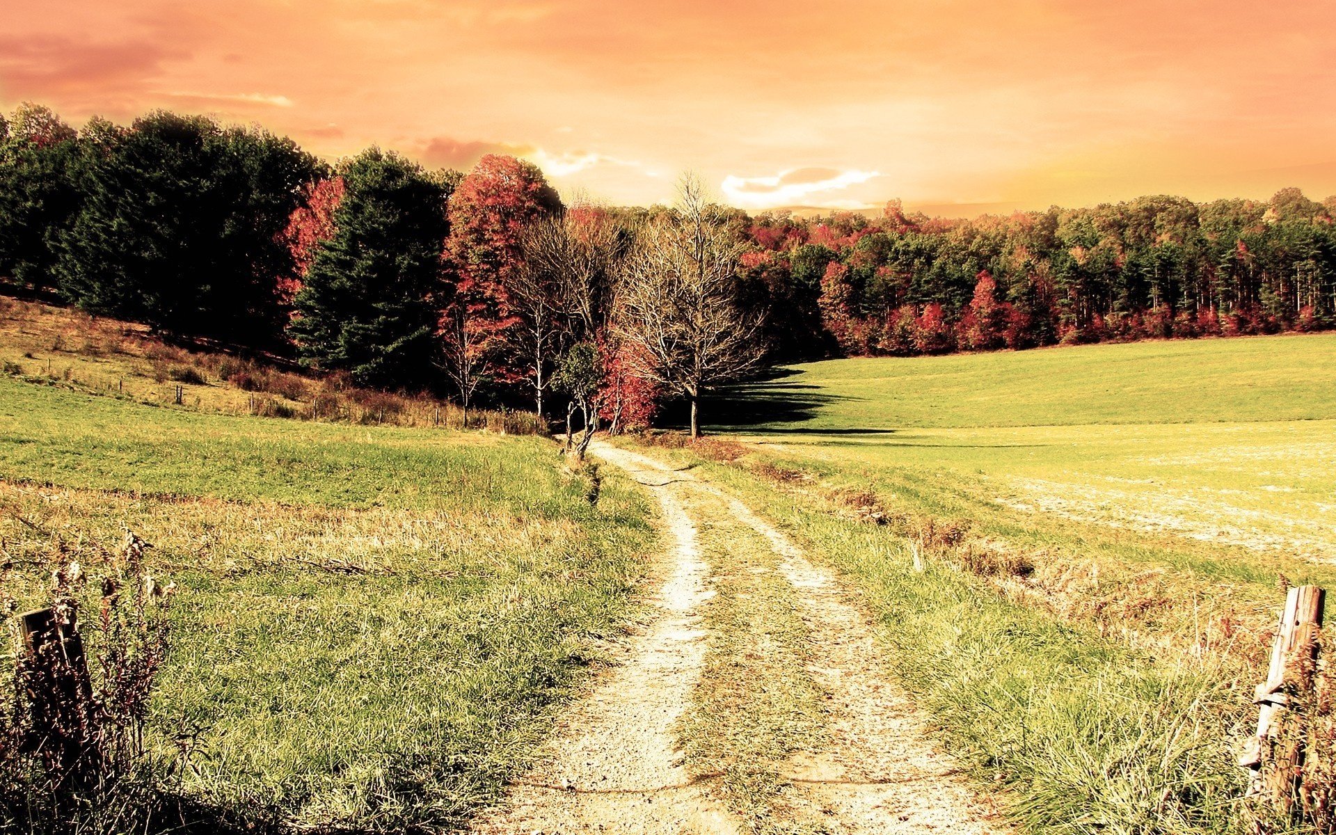 automne herbe arbres