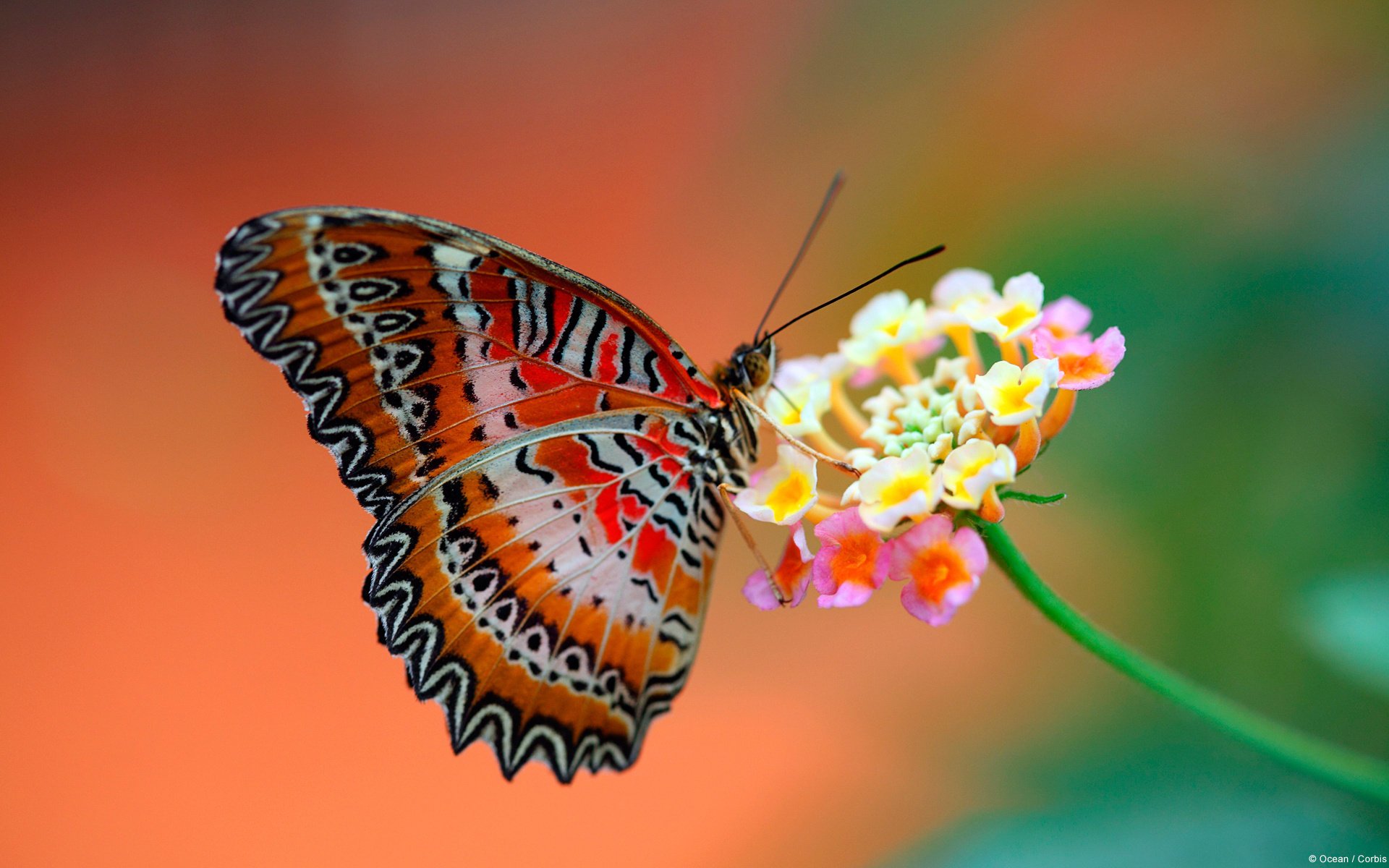 mariposa fondo flor alas