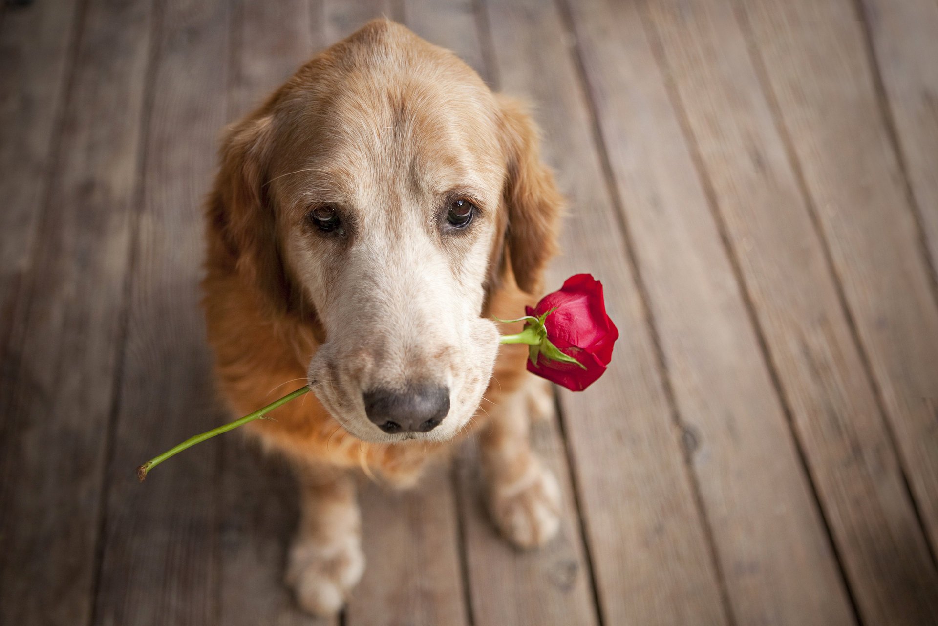 perro rosa amigo