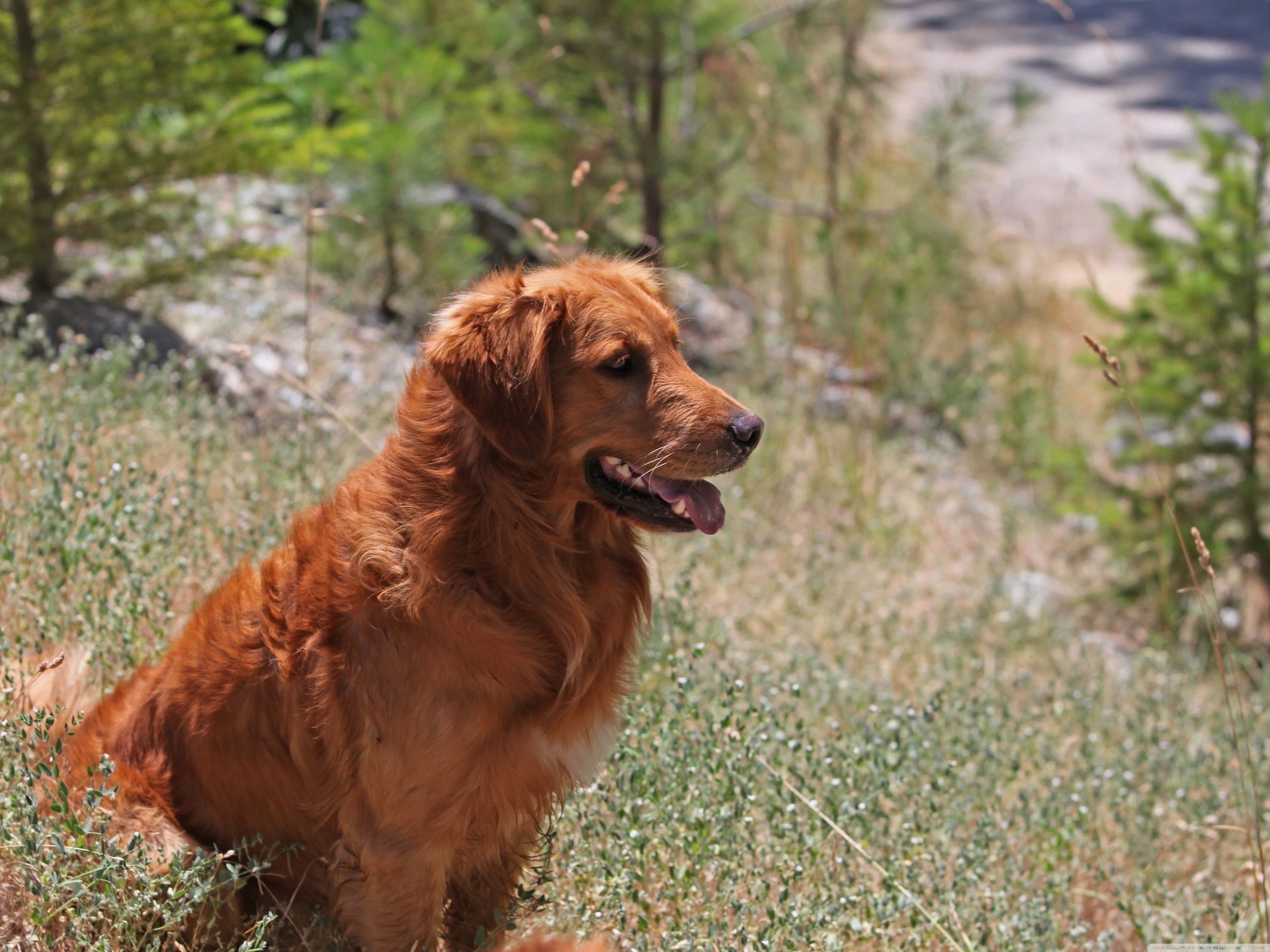 chien dans la nature retriever