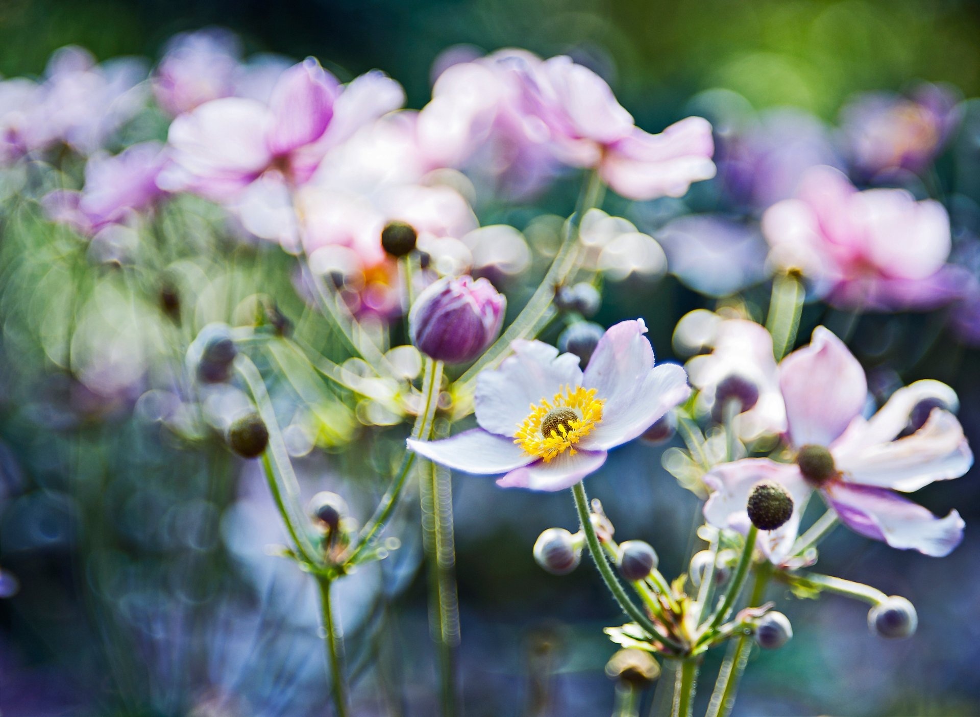 anemones flowers focus glare blur macro light