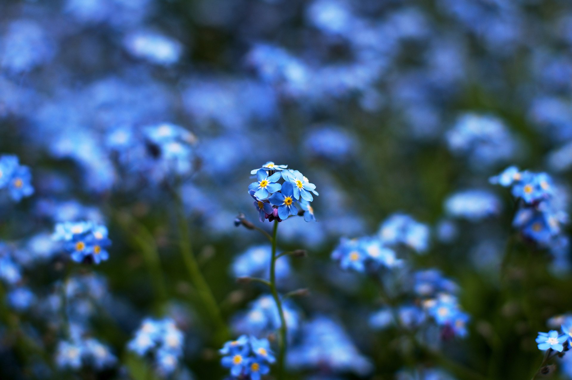 kwiaty ostrość rozmycie bokeh kolory żółty niebieski