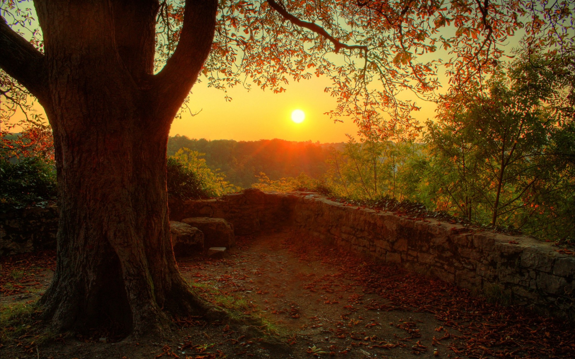 baum natur stimmung sonne