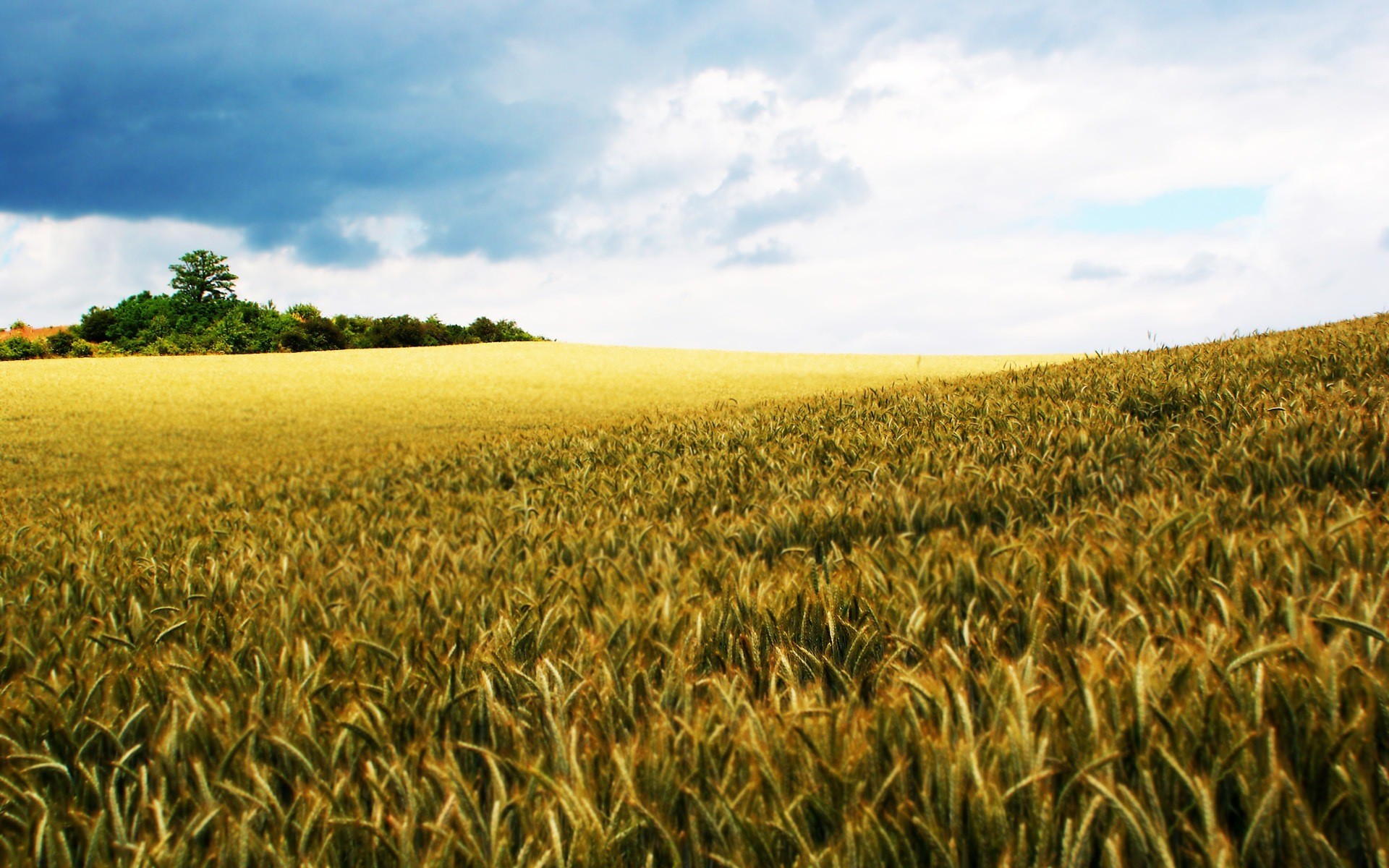 segale campo natura mondo cielo