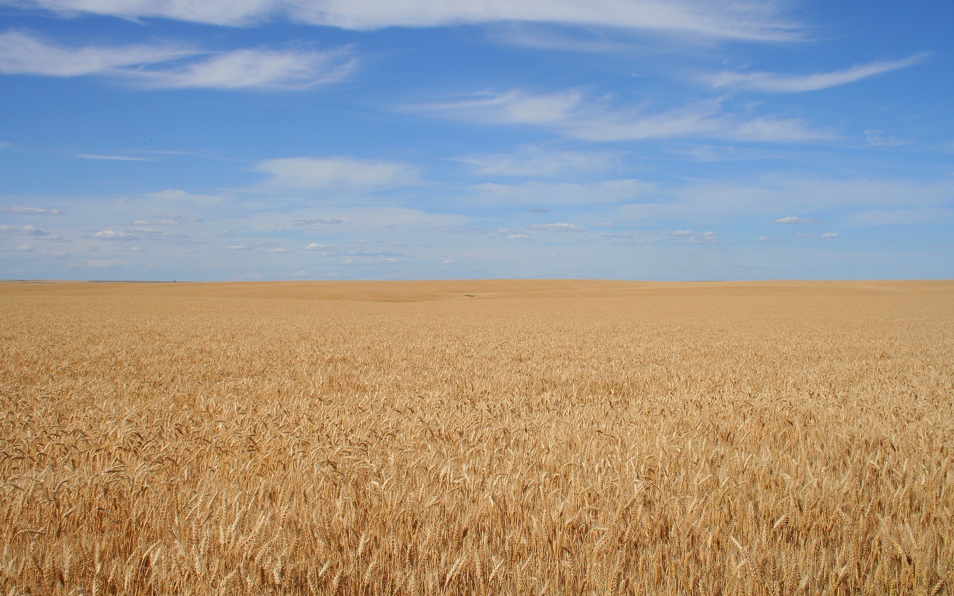 hintergrund feld himmel korn ruhe