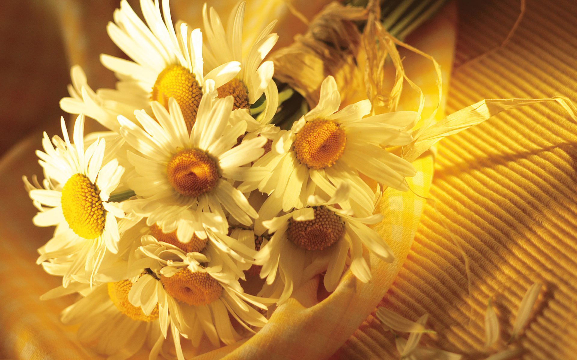 gros plan tissu bouquet pétales fond blanc marguerites