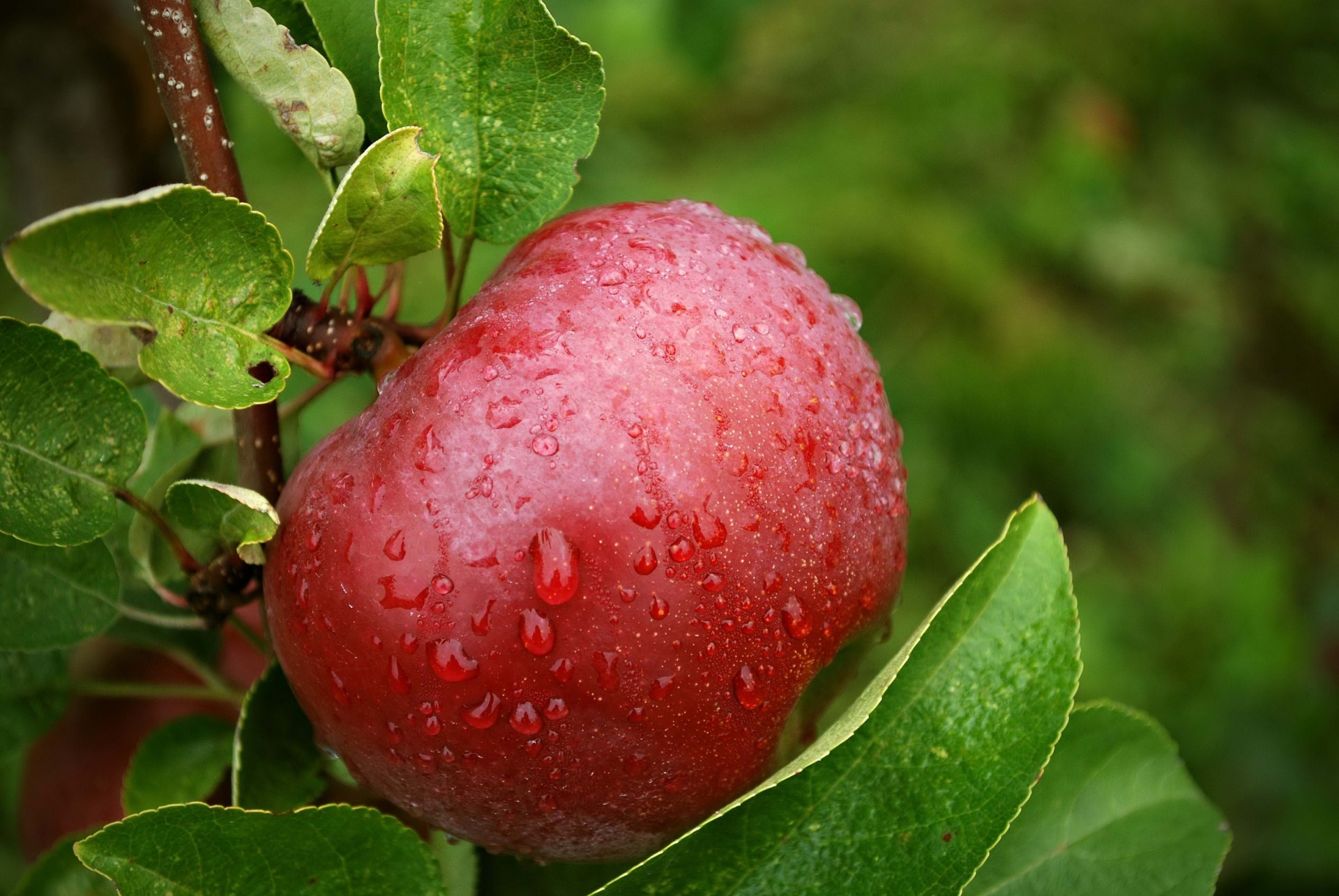 apple falls supplies tree