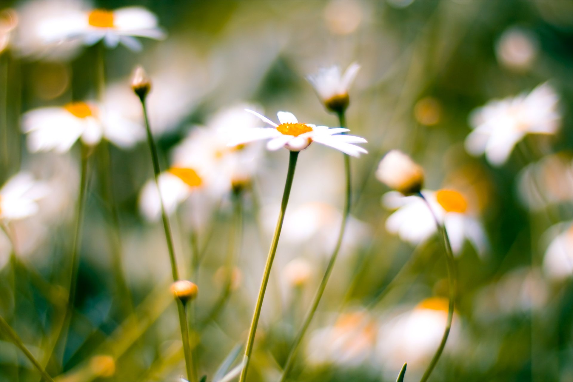 unschärfe daisies gänseblümchen makro makro