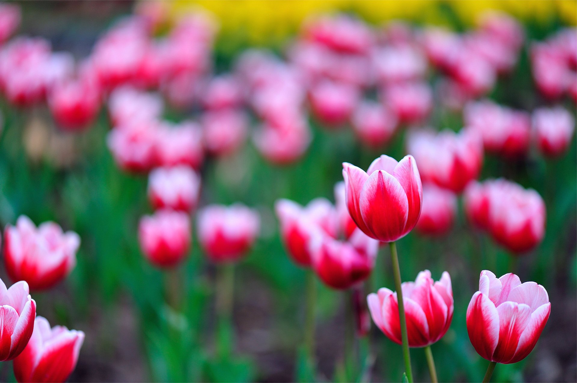 blumen rosa blütenblätter tulpen unschärfe feld