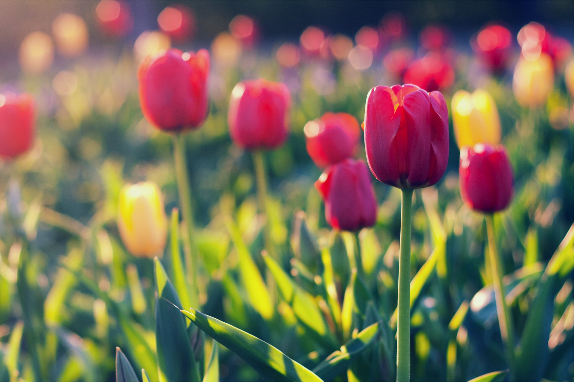 yellow field tulips red tulipany red