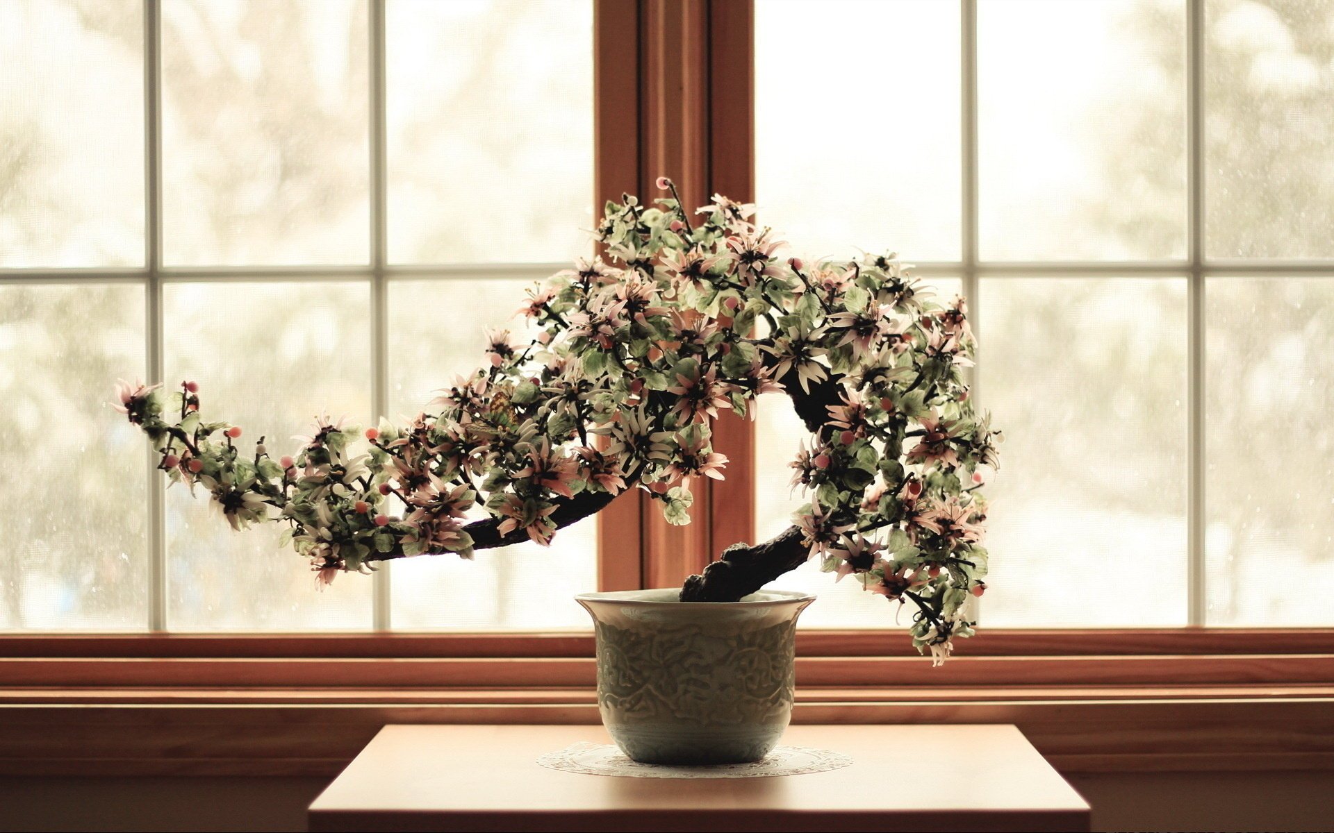 arbre nain fleur relax fenêtre